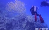 Diving the Red Sea 2