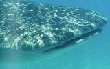 In Awe of the Majestic Whale Shark In Awe of the Majestic Whale Shark