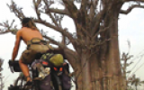 Touring through Baobab Country Touring through Baobab Country