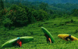 Kayaking in Sumatra 