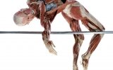 BODY WORLDS and the Cycle of Life