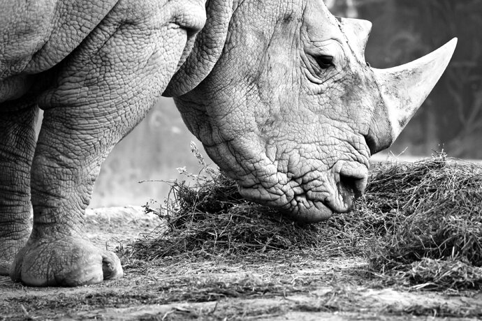Rhino Force Supports Salaries for Rangers and Trackers to Combat Poaching Rhino Force Supports Salaries for Rangers and Trackers to Combat Poaching
