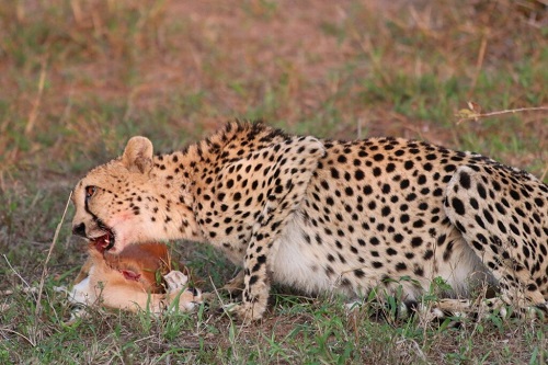 An unbelievable sighting as we watch this cheetah devour a steenbok. 