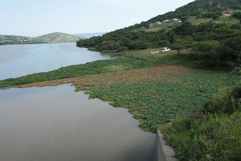 Rope troubles for hyacinth heroes