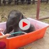 Baby Elephant Bathing "Double trouble" 