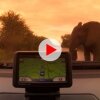 Wild Elephant Encounter at Kruger National Park 