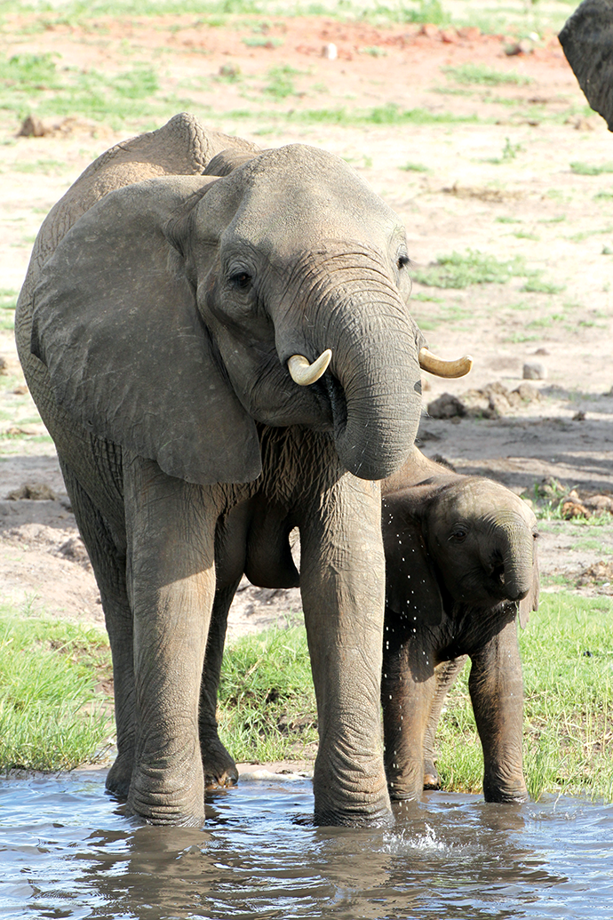 Mother and baby elephant at water edge