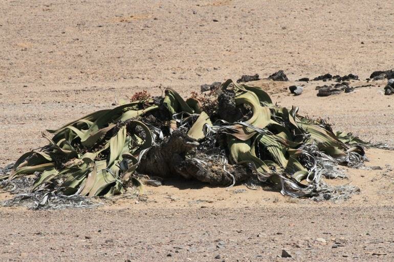 Welwitschia Mirabilis