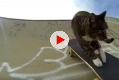 GoPro: Didga the Skateboarding Cat 