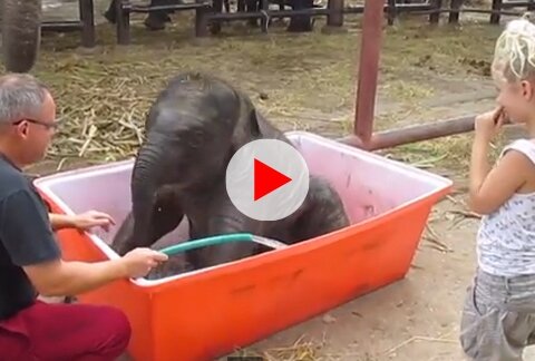 Baby Elephant Bathing "Double trouble" 