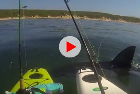 Great White Tests Kayak Anglers' Nerves