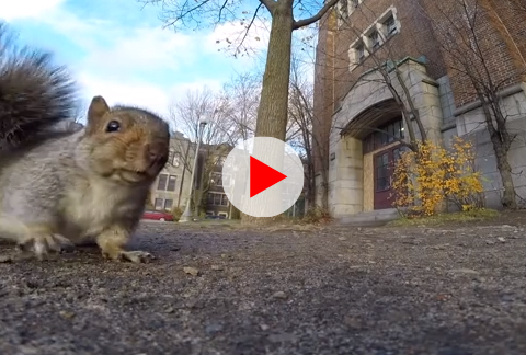 A squirrel nabbed my GoPro and carried it up a tree