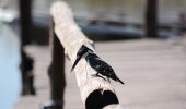 A pied kingfisher looking for its next meal.