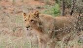 A rare lioness near Chivilila camp