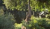 Gonarezhou National Park, Zimbabwe, nature, wildlife, travel, national parks