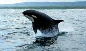 The wonderful world of killer whales