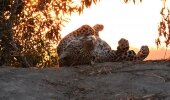 An elusive leopard sunning himself in the afternoon rays. 