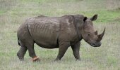 One of the rhino at the Tala Game Reserve that has been fitted with a sophisticated tracking system in the form of an ankle bracelet sponsored by Illovo as a result of their involvement in the Illovo Eston MTB Challenge which is happening on Sunday 2 August.