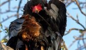 Bateleurs are a relatively common resident of the open savanna and woodland habitats of Sub-Saharan Africa with a small population in SW Arabia. 