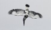 Pied kingfishers are found widely distributed across Africa and Asia with their black-and-white plumage, crest and the habit of hovering over clear lakes and rivers before diving for fish being diagnostic. (Bidyut De)