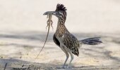 Greater roadrunners prefer desert and shrubby country in SW United States and N Mexico. (Laurie Ross)