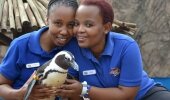 Ocean the African Penguin gives Londi Shezi and Zama Shandu last minute tips as they prepare for the 5th Annual African Penguin Awareness Waddle.