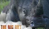 Five big stars for big five website