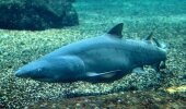 Toni will be on display in her own specially designed exhibit in the Aquarium within a few weeks. 