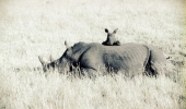  The picture of innocence and trust - but this mother and calf had to be moved from the Ozabeni section of iSimangaliso Wetland Park to a place of greater safety due to the increase in poaching in that area.