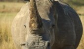 Horn trade may risk the lives of all rhinos in Southern Africa.