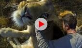 Video: GoPro - Lion Hug