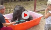 Baby Elephant Bathing "Double trouble" 