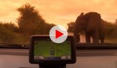 Wild Elephant Encounter at Kruger National Park 