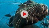 The Seals of Duiker Island 