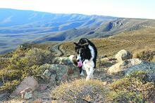 Sheepdog Trials