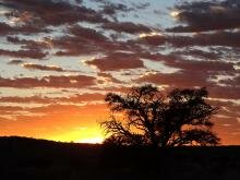 Kalahari, lions, africa, travel, Kaspersdraai waterhole, wildlife, Twee Rivieren, Nossob camps