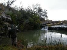 Vegetarian Trout in the Karoo