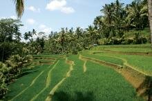 Ubud – Arts, Culture and Rice: Indonesia – Part 3 of 3