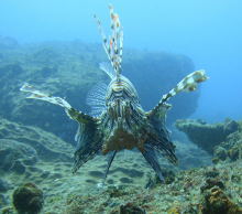 Mozambique - Manta Coast 