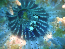 The Lembeh Straight - A Muck Place to Dive