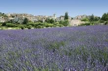 Lavender fields