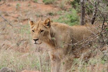 A rare lioness near Chivilila camp