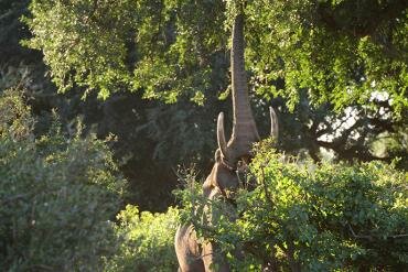 Gonarezhou National Park, Zimbabwe, nature, wildlife, travel, national parks