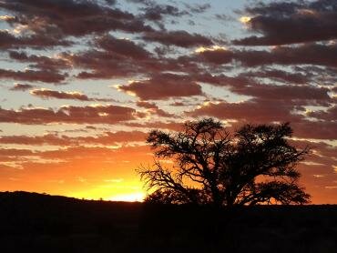 The call of the Kalahari Kalahari, lions, africa, travel, Kaspersdraai waterhole, wildlife, Twee Rivieren, Nossob camps