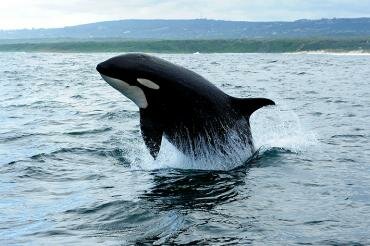 The wonderful world of killer whales