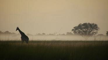 The Okavango Wilderness Project
