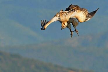 Birdlife Trogons Bird Club launches the ORIBI VULTURE VIEWING HIDE