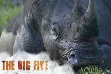 Five big stars for big five website