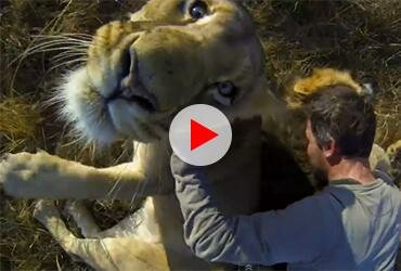 Video: GoPro - Lion Hug
