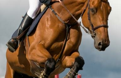 Equestrian Sports